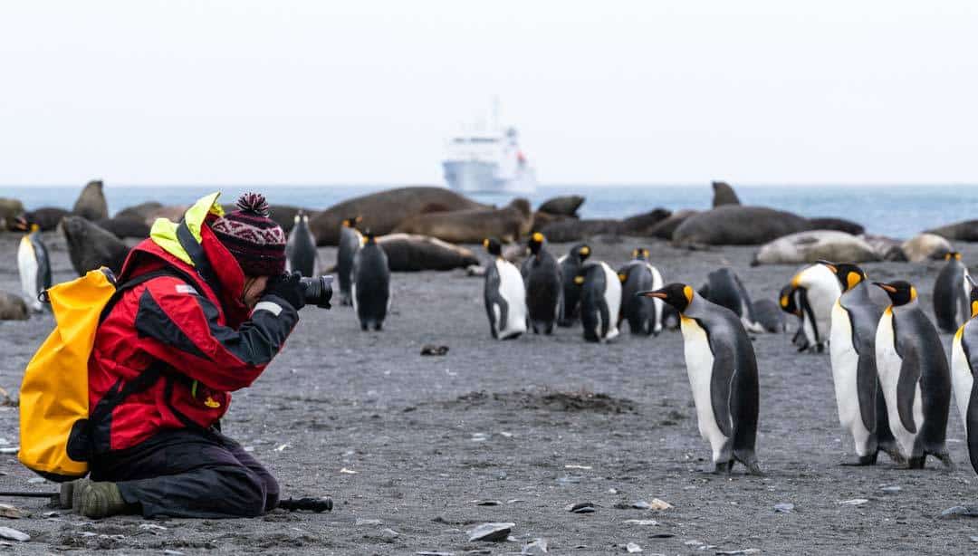 South Georgia Penguins Alesha