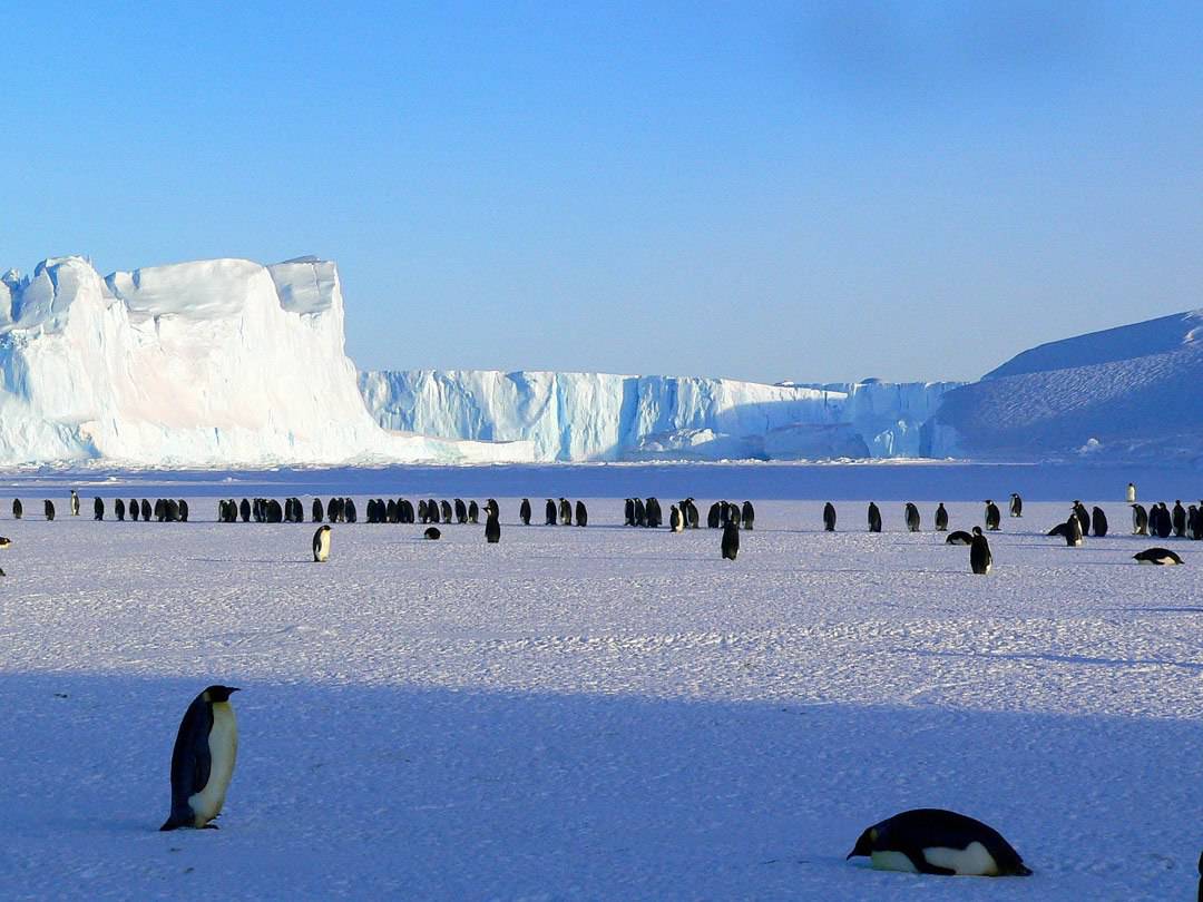 Nomadasaurus In Antarctica