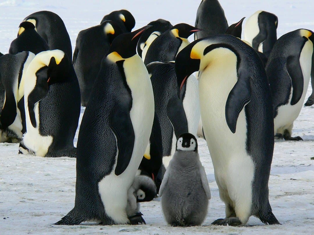 Nomadasaurus In Antarctica