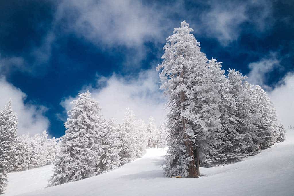 Arizona Snowbowl