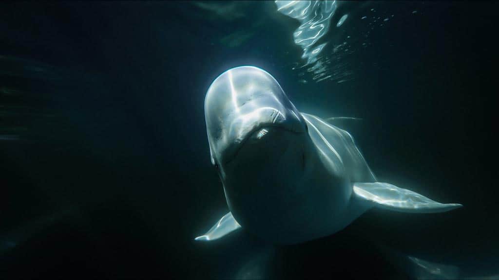 Beluga Whale Churchill