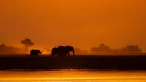 Best Of Chobe Botswana Wildlife Photo Safari Tour