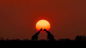 Botswana Best Of Chobe Photography Tour 2025
