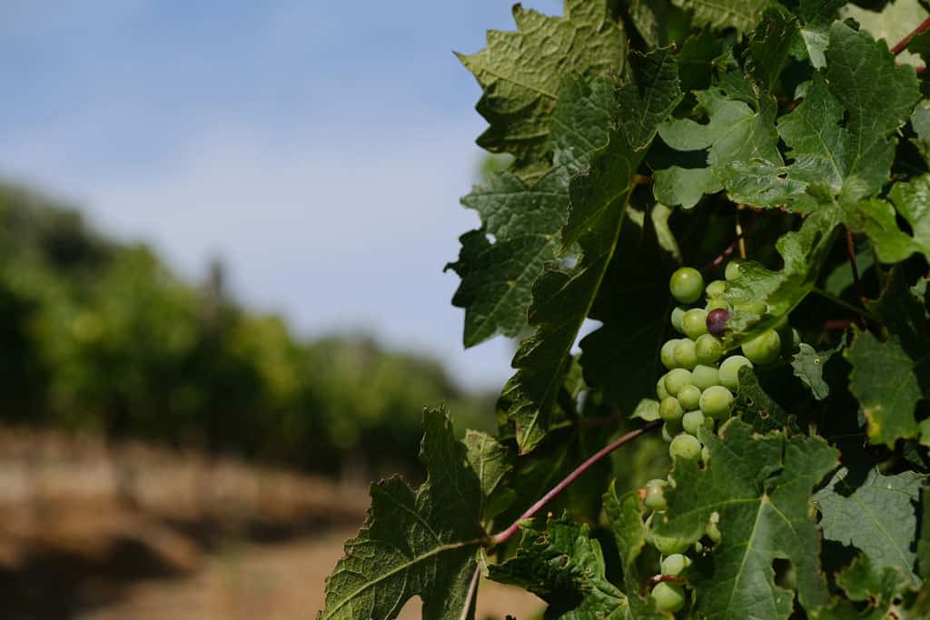 Grapes In Cape Winelands South Africa