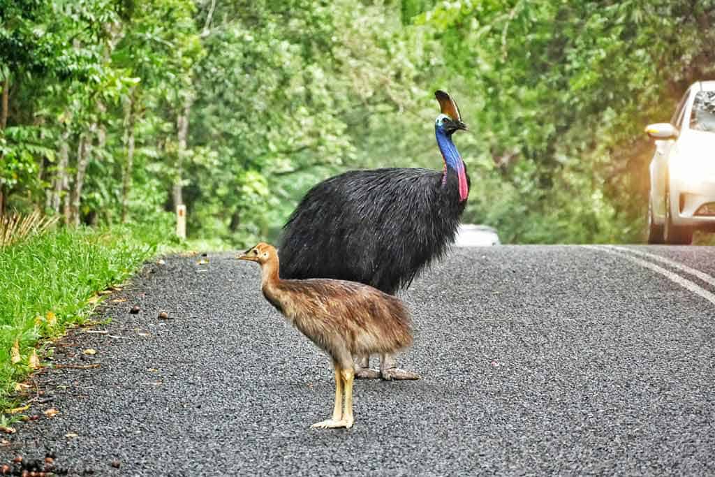 Cassowary And Chick In The Daintree Rainforest