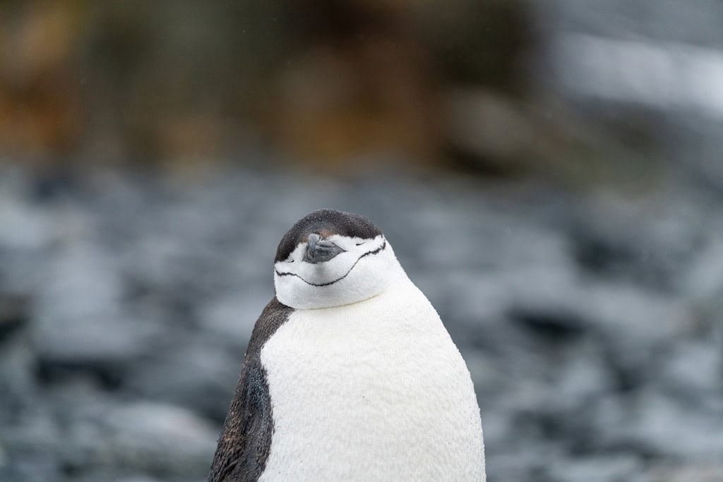 Chinstrap Penguin Antarctica