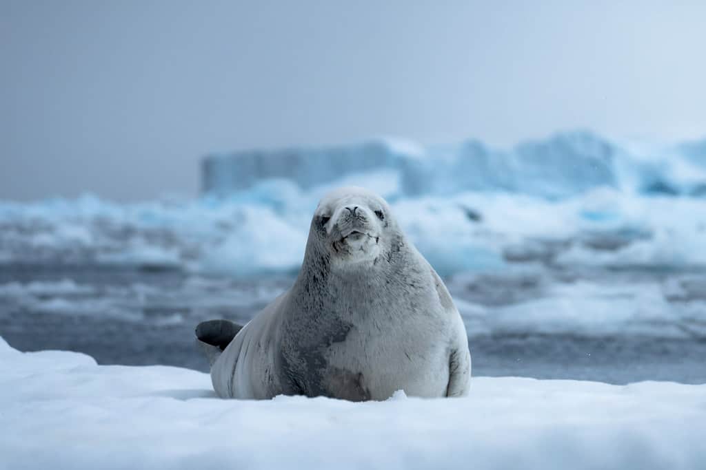 Crabeater Seal