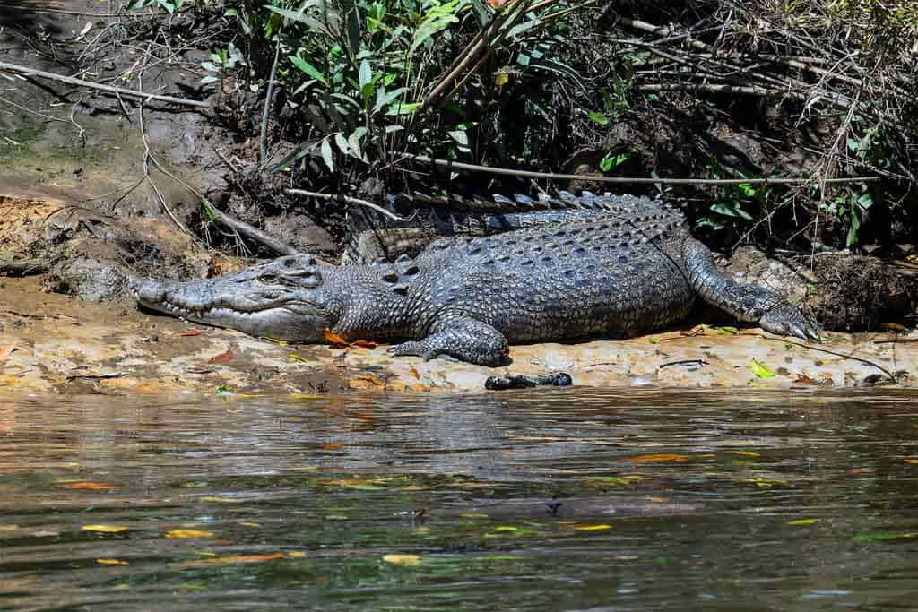 Crocodile On The Banks Of The Daintree River