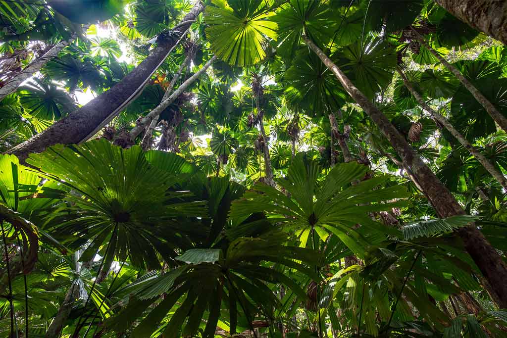 Daintree Rainforest Scenery