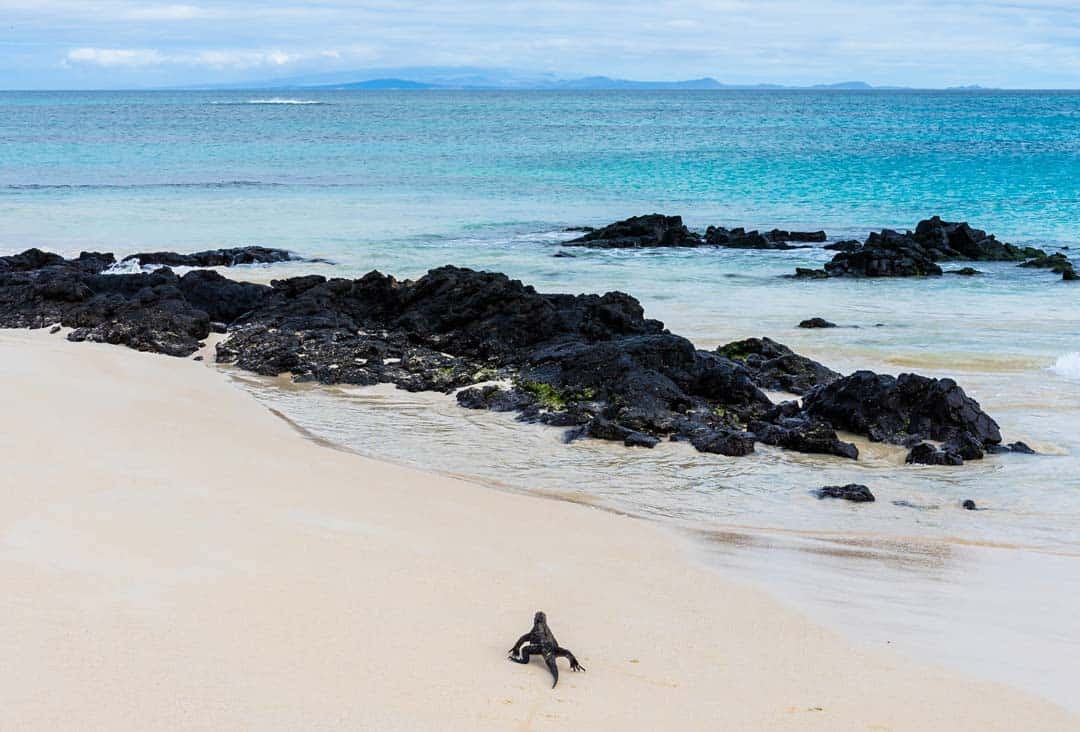 Marine Iguana Santa Cruz Letty Galapagos Islands Ecoventura Itinerary B Review