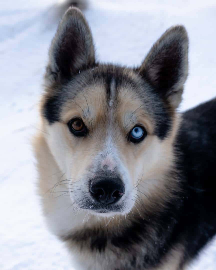 Beautiful Dog