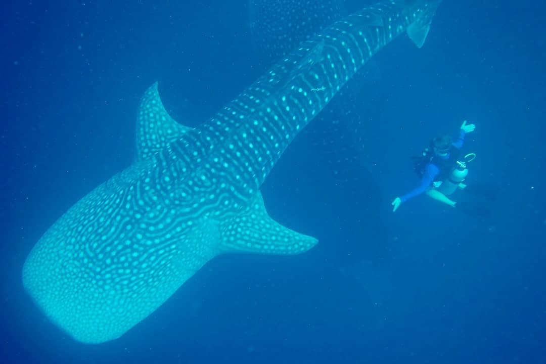 Diving With Whale Sharks In Sulawesi, Indonesia