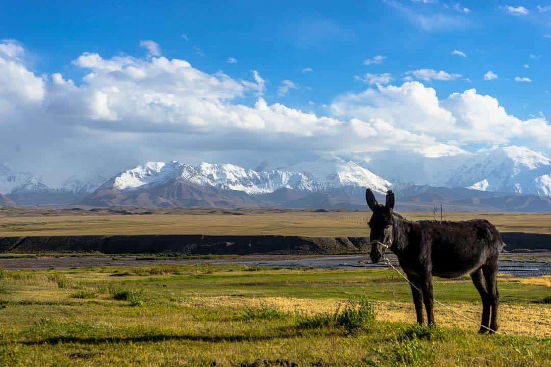 Donkey Peak Lenin