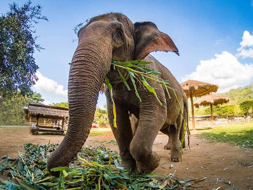 Elephant Nature Park Rescue Sanctuary