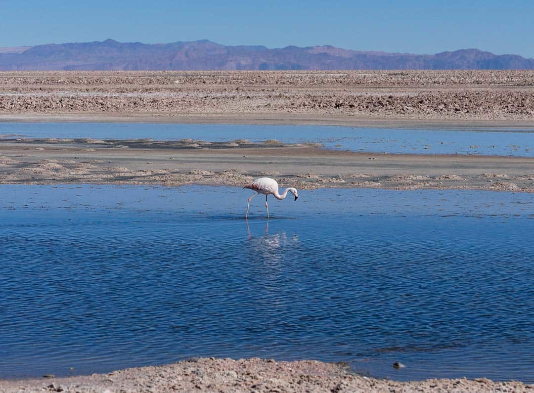 Flamingos Laguna Chaxa Atacama Desert