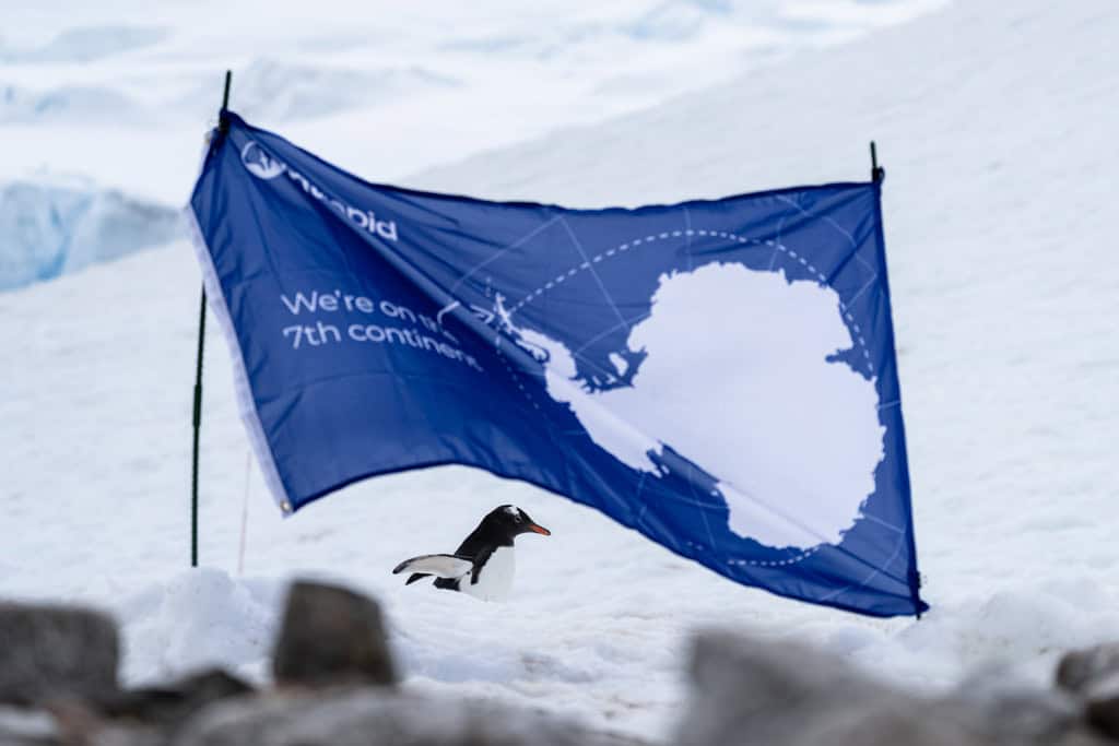 Gentoo Penguin With The Antarctica Flag