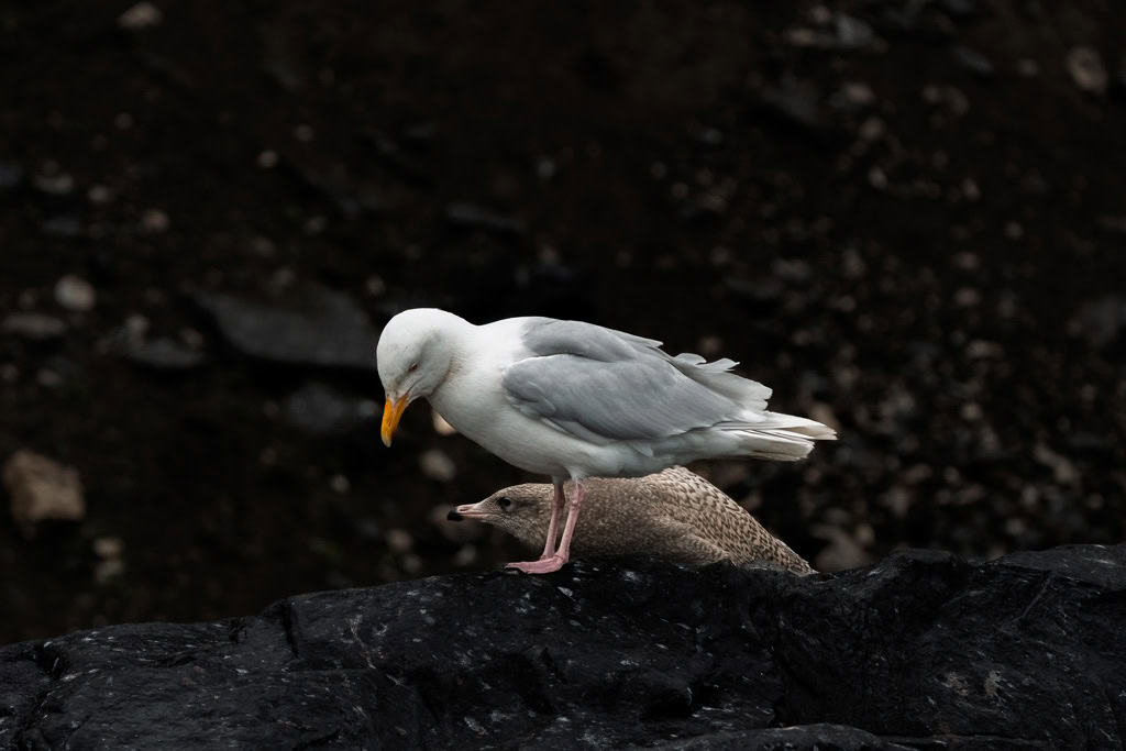 Glaucous Gull With Juvenile