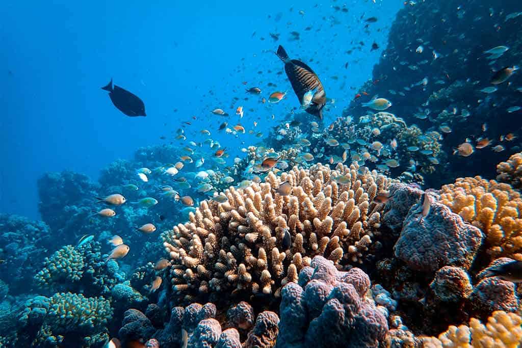 Great Barrier Reef Corals