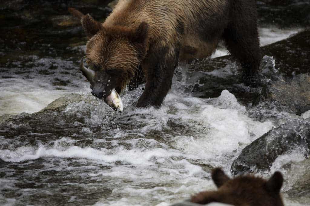 Grizzly Bear Knight Inlet