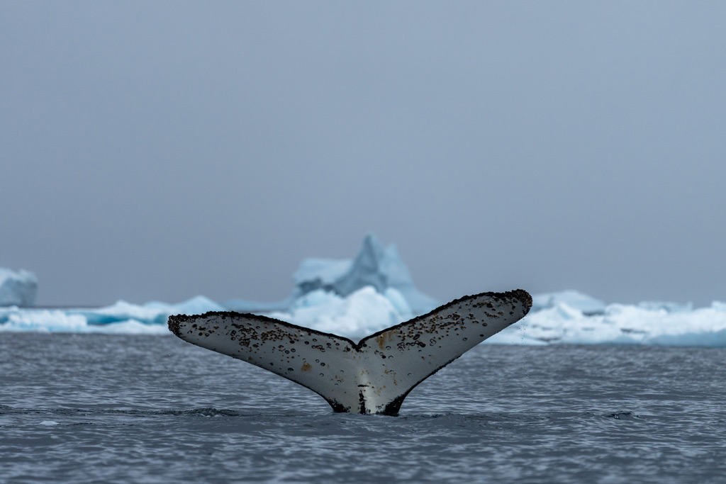Hanusse Bay Humpback Whale Tail