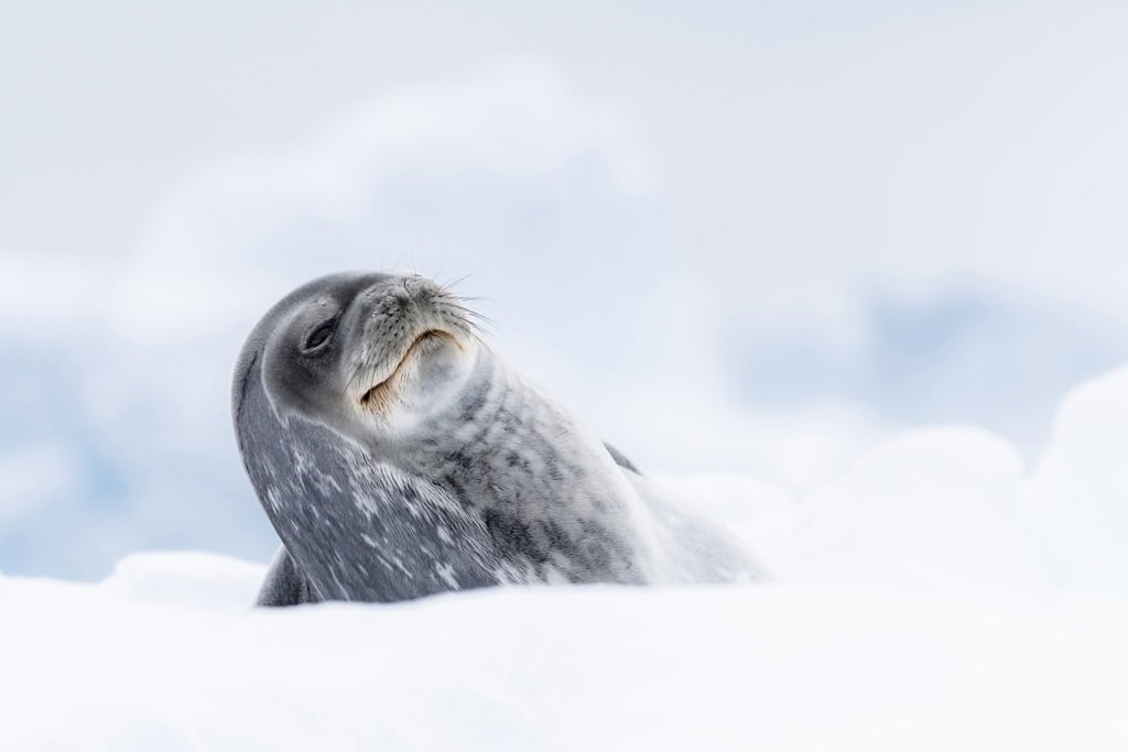 A Happy Weddell Seal Relaxing