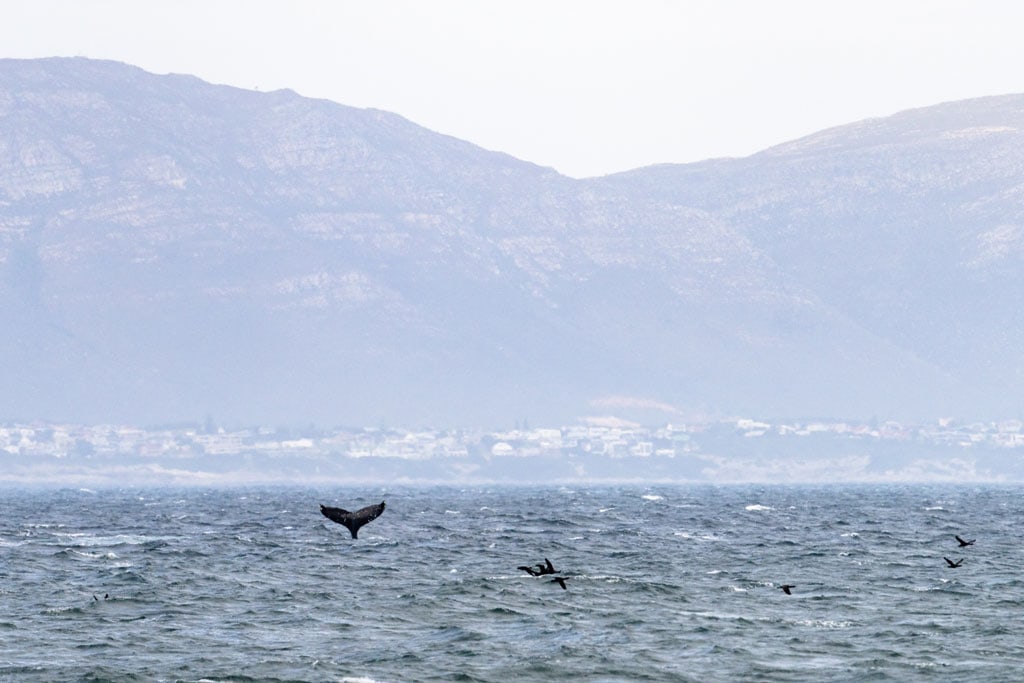 Whales Tail With Mountains In Background