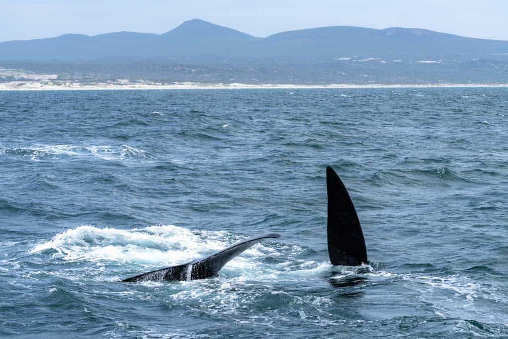 Whales Playing