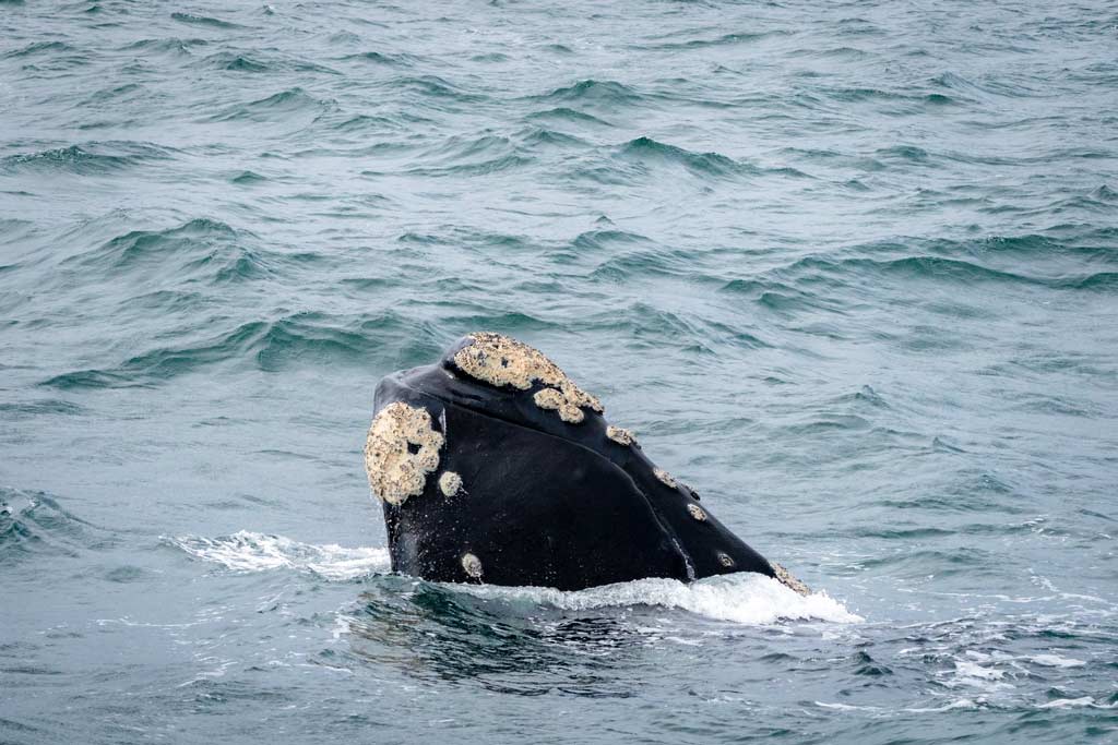 Whales Spy Hopping