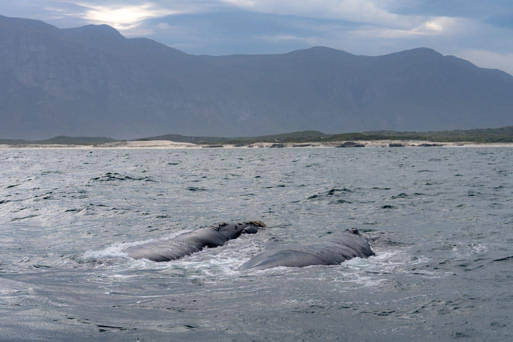 2 Whales Backs