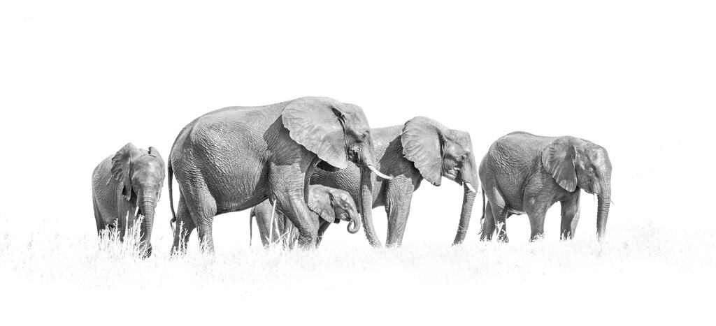 High Key Elephants