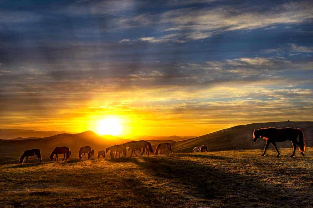 Horses Sunset