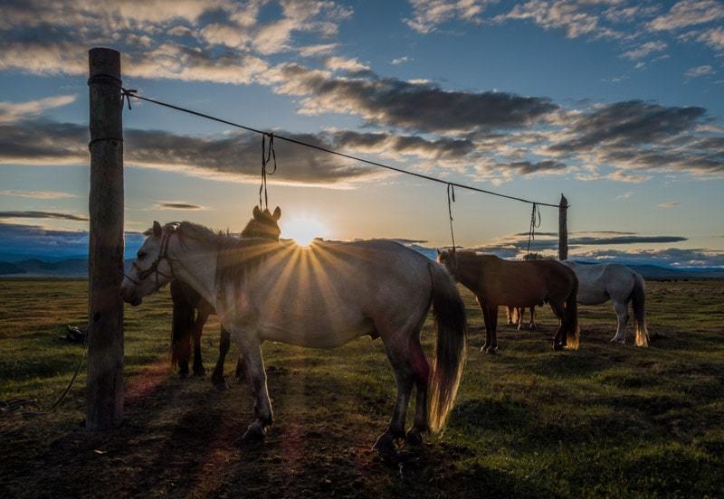 Horse Trek Sunset Tsaatan Dukha Reindeer Herders Mongolia