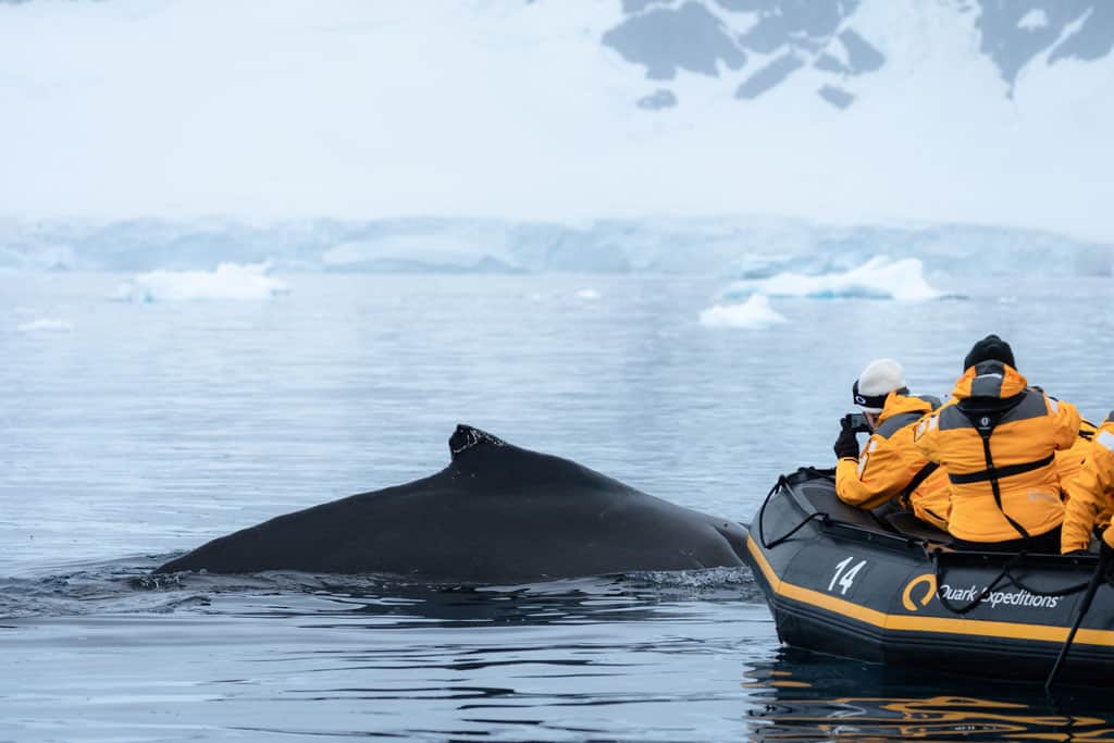 Humpback Dorsal With Quark Zodiac Danco Island