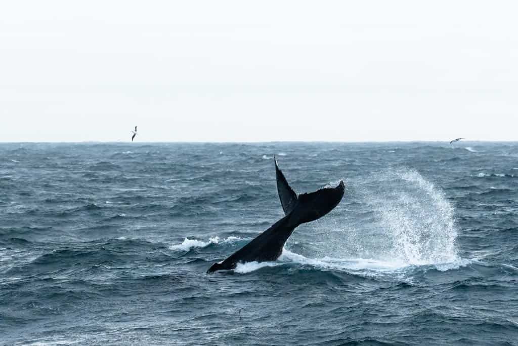 Humpback Whale Off The Coast Of South Georgia