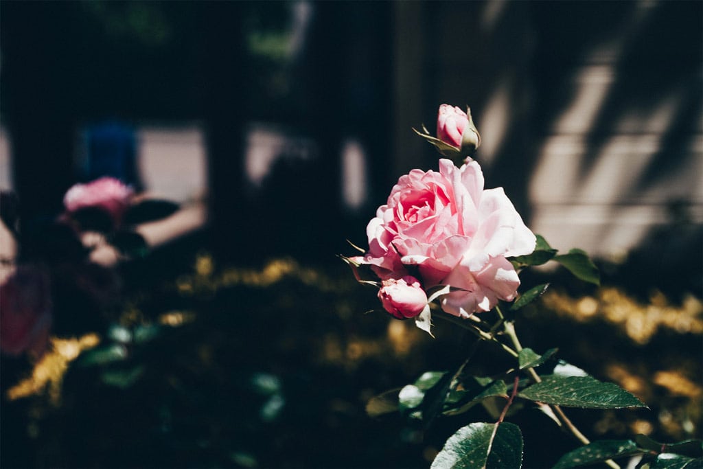 Pink Rose In The Hunter Valley Gardens