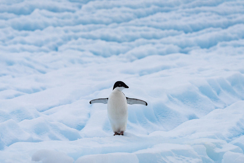 Juvenile Adelie Penguin