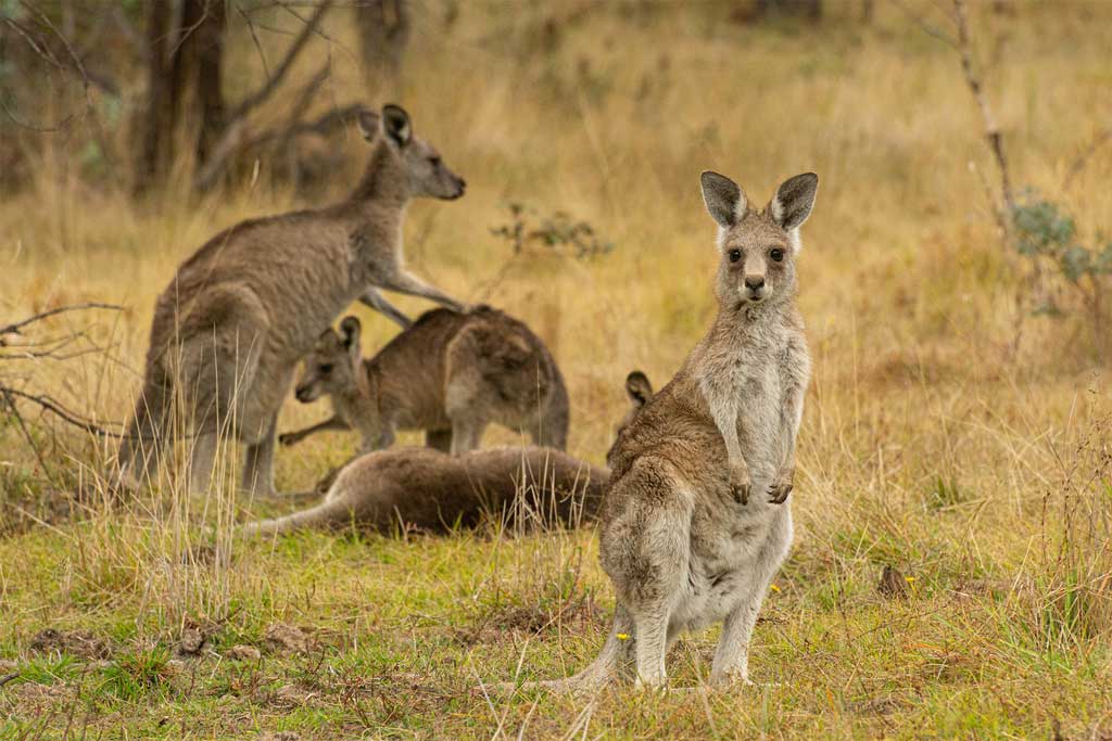 Kangaroos Australia