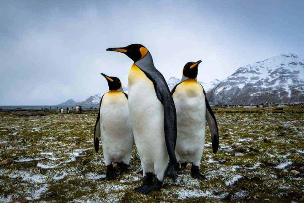 South Georgia Island Penguins
