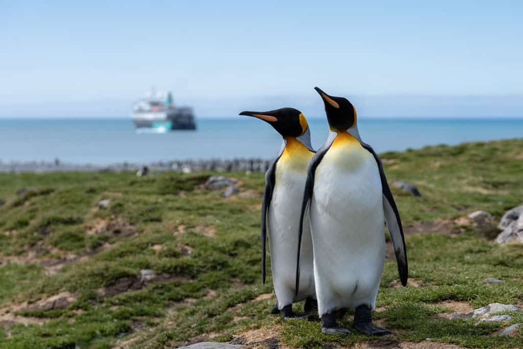 King Penguins On South Georgia