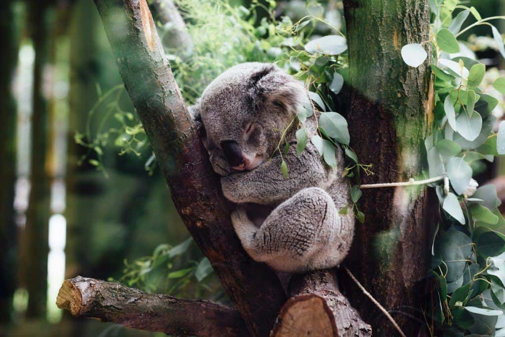 Australia Zoo