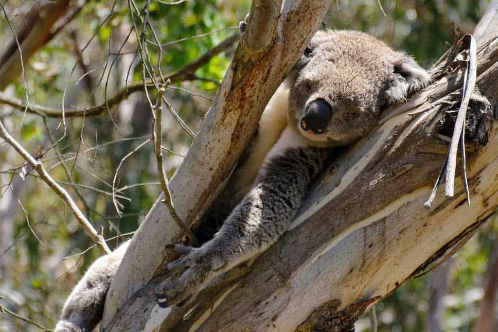 Koala In A Tree On Phillip Island