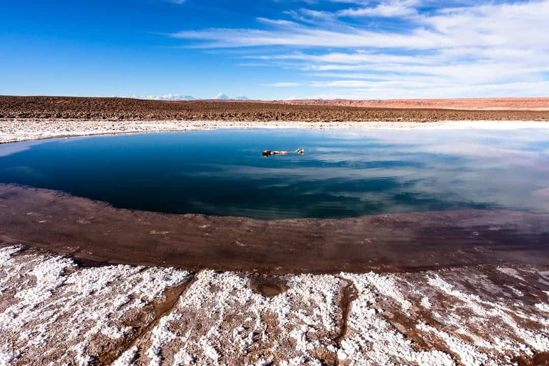 Laguna Baltinache Atacama Desert