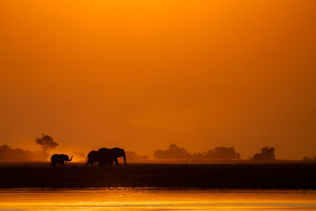 Minimalist Sunset Elephants Pangolin Botswana Jarryd Salem Copy