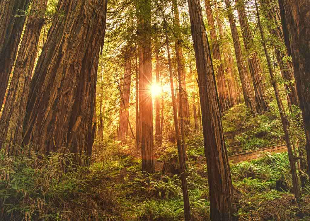 Muir Woods
