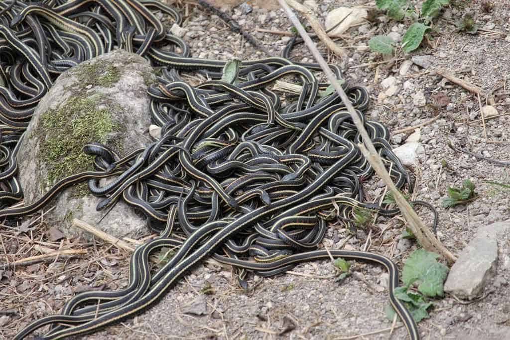 Narcisse Snake Dens