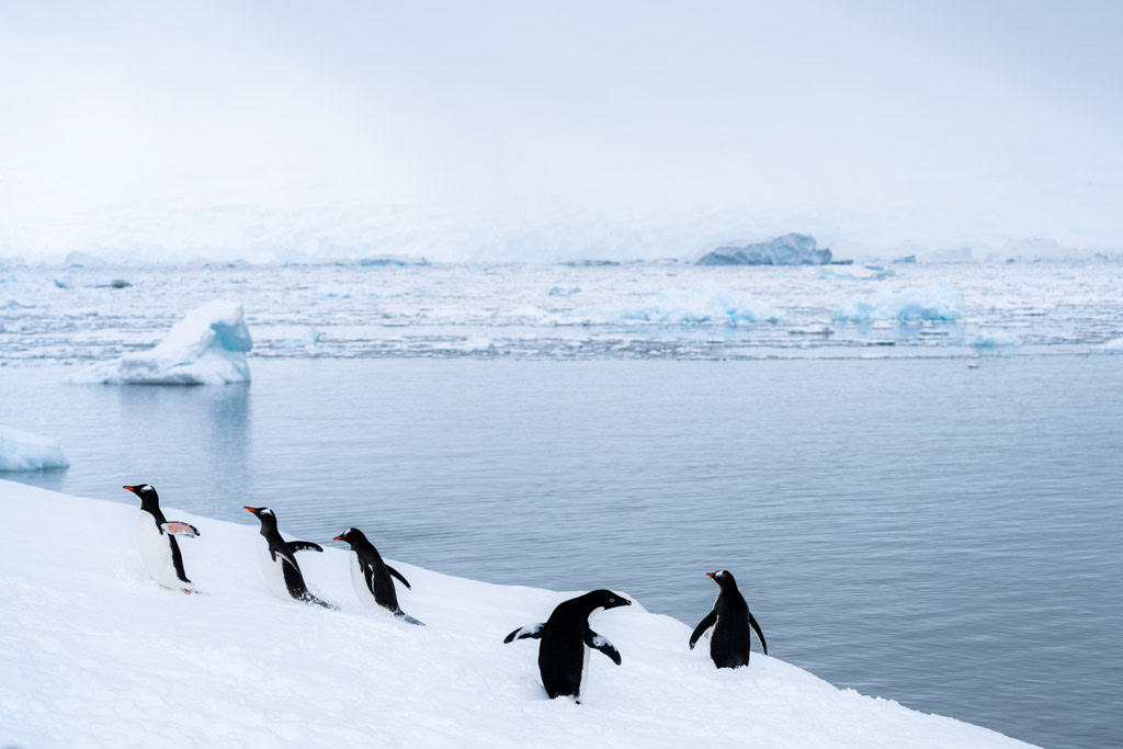 Penguins With The Icey Landscape