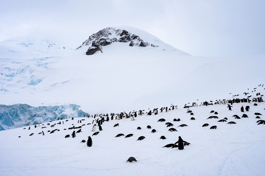 Neko Harbour With A Penguin Colony
