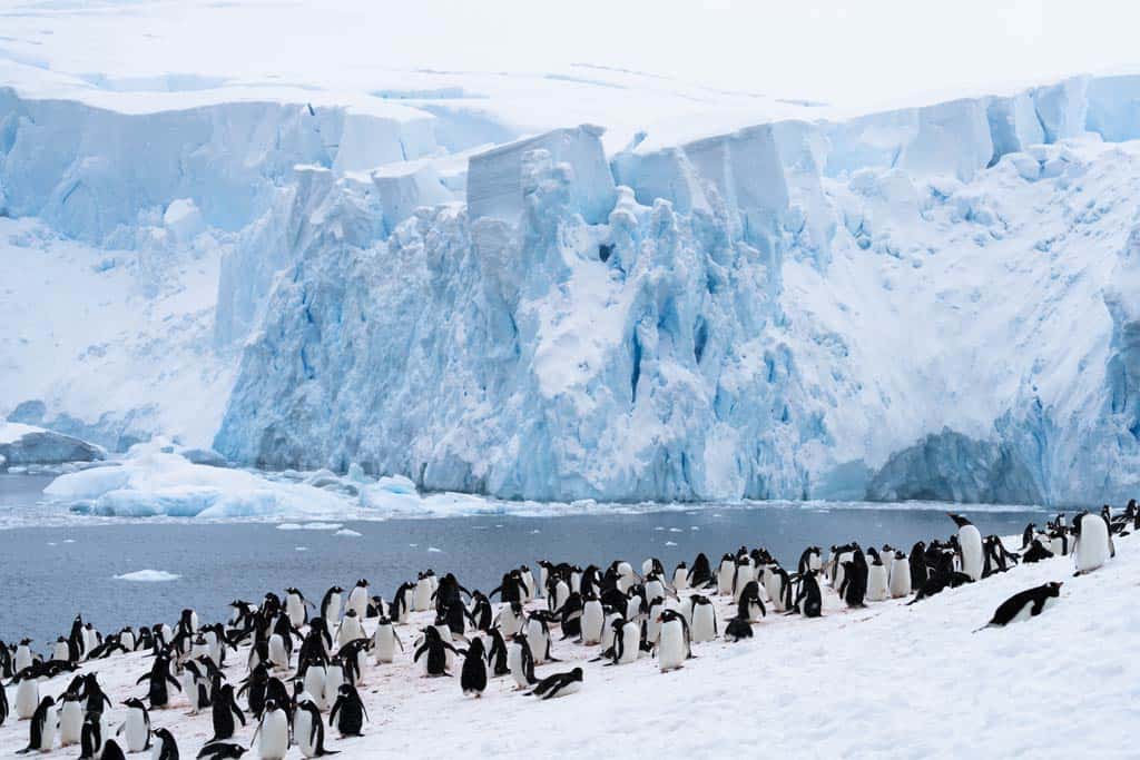 The Gentoo Penguin Colony At Neko Harbour With The Glacier In The Background.