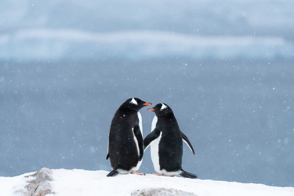 Two Gentoo Penguins Looking Back