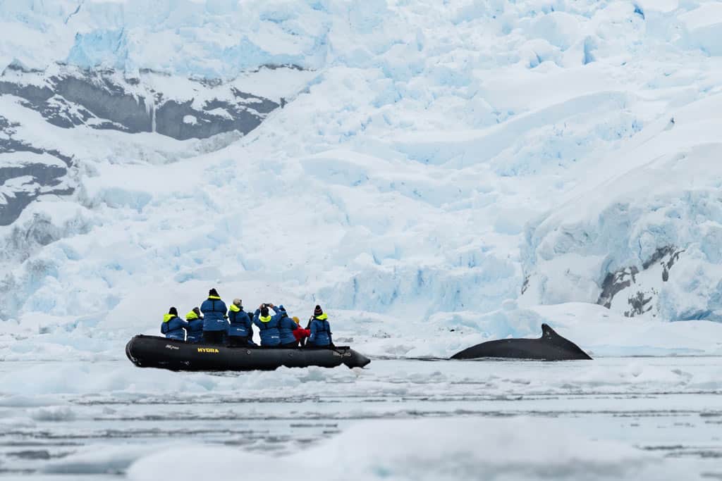 Zodiac With A Humpback Whale